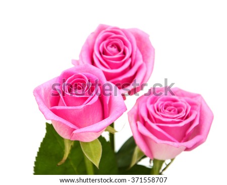 Pink rose blossoms isolated on a white background