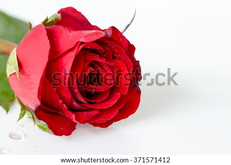 Red rose on white background.
