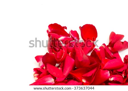 Rose petal on white background