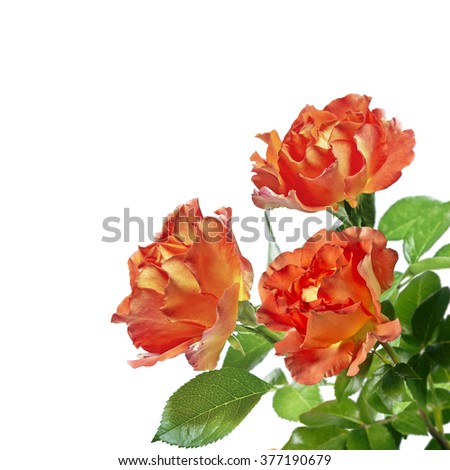Red roses bouquet on white background
