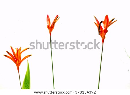 Bird paradise flower on white background.Strelitzia is a genus of five species of perennial plants, native to South Africa. It belongs to the plant family Strelitziaceae. 