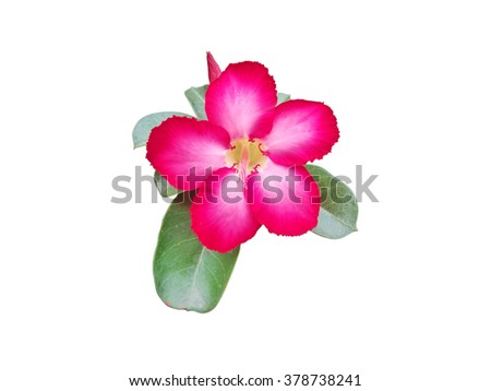 azalea flower isolated on white background