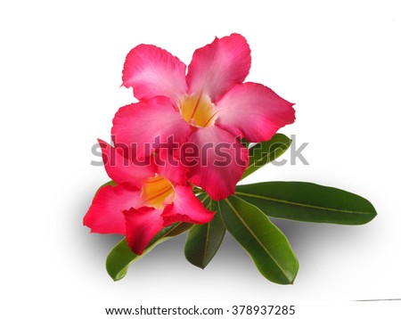 Desert Rose; Impala Lily; Mock Azalea pink tropical flower on white background isolated