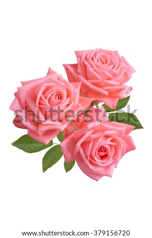 Bunch of pink roses isolated on white background