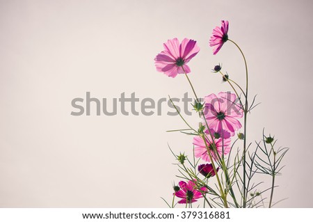 Pink cosmos flowers with blur background in vintage style