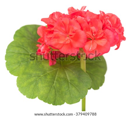 The pink bloom from a geranium isolated on white background