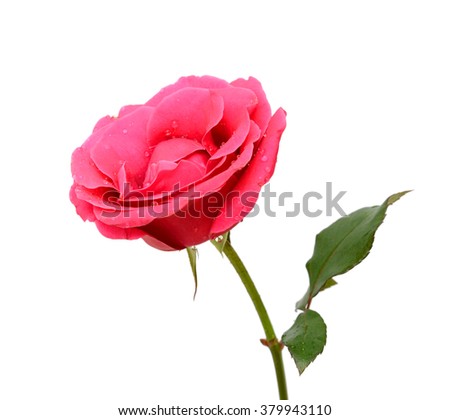 beautiful pink rose flower isolated on white background 