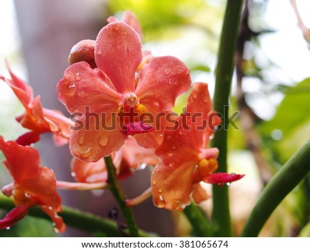 orange color orchids close up under natural lighting outdoor with romantic bokeh background