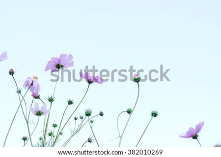 Pink Cosmos flowers blooming in the garden with sky