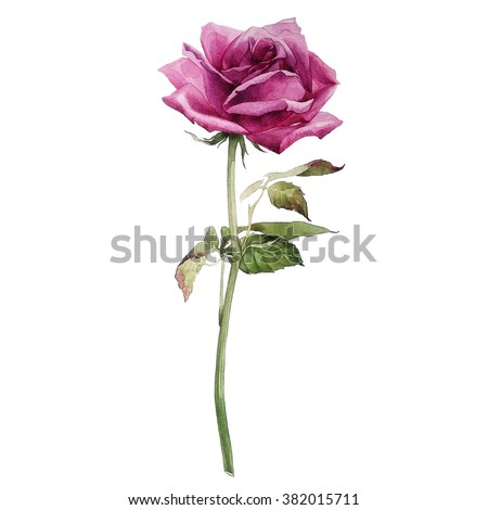 rose.botanical.illustration. this picture may be used as background, decoration or object