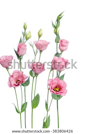 Beautiful pink eustoma flowers isolated on white background 