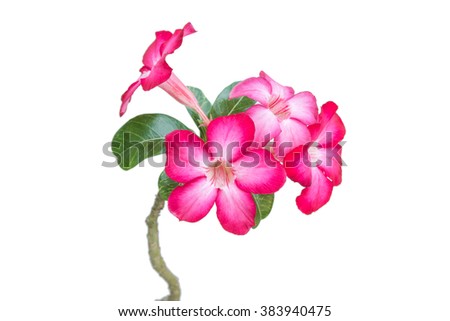 Impala Lily or desert rose or Mock Azalea isolate on white background. Close-up 