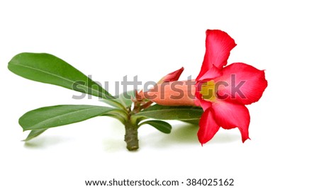 beautiful red plumeria rubra flower isolated on White background