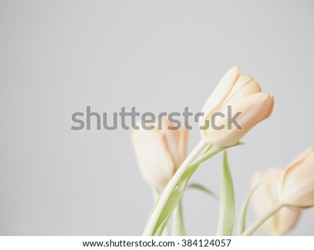 some fresh pale pink tulip flowers on grey background. selective focus. shallow depth of field
