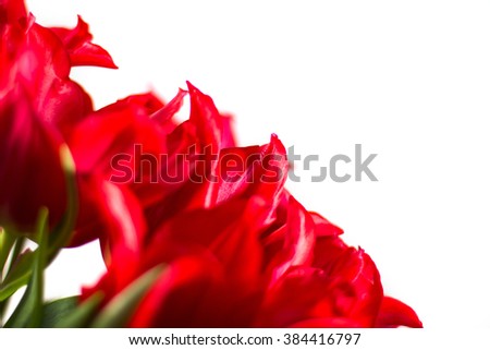 Tulips on white background