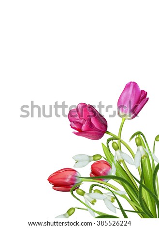 spring flowers tulips isolated on white background. snowdrop