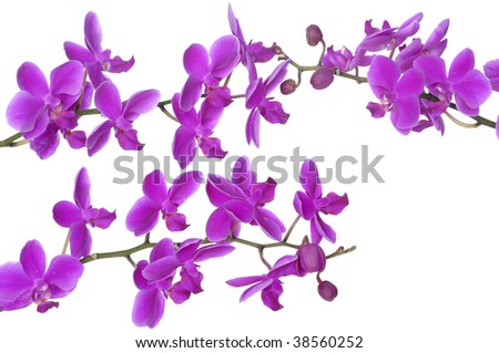 Set of Beautiful purple orchid