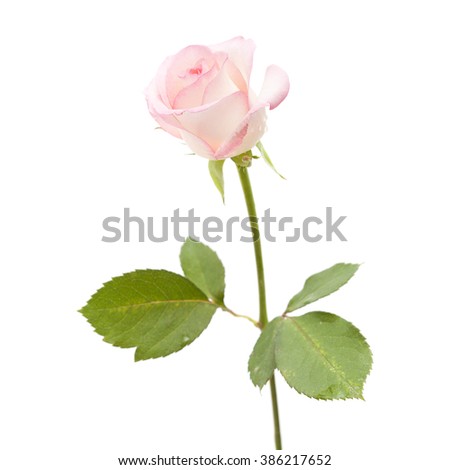 pale pink rose flower isolated on white background