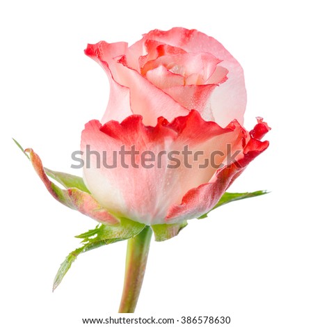 close up of abstract romantic beautiful pink rose flower with drops is isolated on white background

