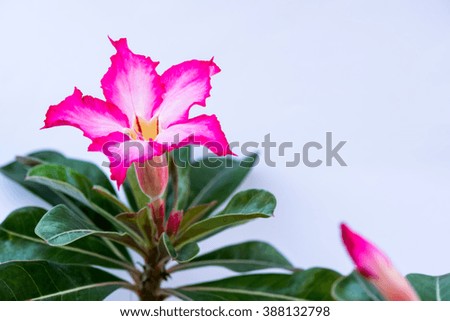 Pink azalea flowers.