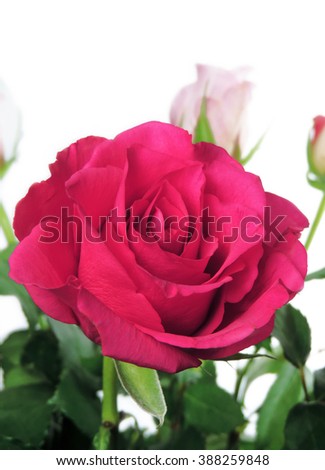 pink roses, isolated on white