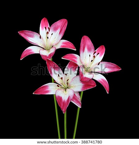 Colourful lilies isolated on a black background