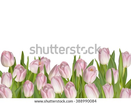 Fresh pink tulips on white background. EPS 10 vector file included