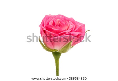 small rose isolated on white background