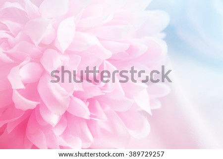 Chrysanthemum flowers  in soft color and blur style for background