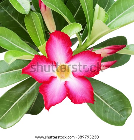 Adenium obesum is a species of flowering plant in the dogbane family, Apocynaceae.