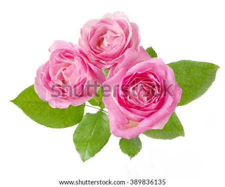 Pink rose flowers bunch isolated on white background