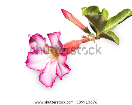 Thai flower on isolate background 