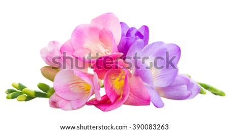 Fresh pink and blue freesia flowers isolated on white background