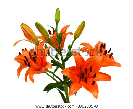 Beautiful orange lily flowers bouquet isolated on white background