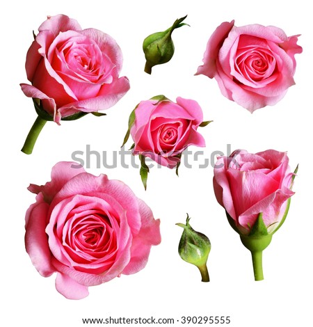 Set of pink rose flowers and buds isolated on white