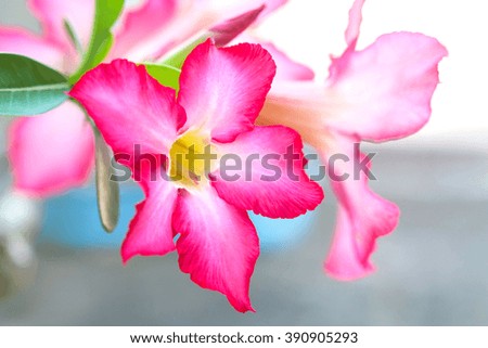 Pink Bignonia with soft focus