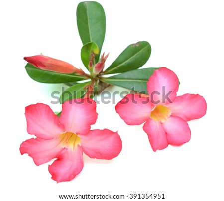 beautiful pink plumeria rubra flowers isolated on White background