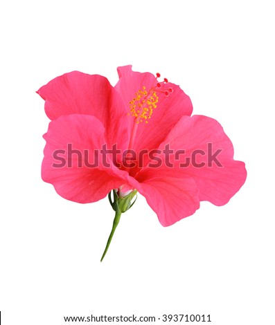 Hibiscus flowers isolated on white background
