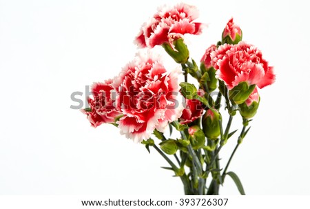Beautiful pink carnations flower isolated on the white background.
