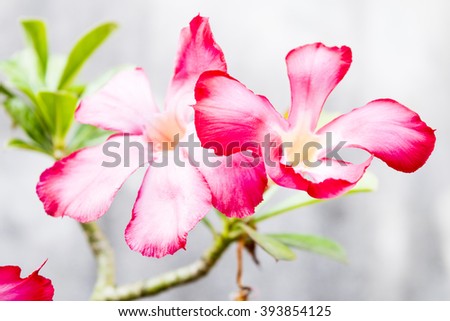 Floral background. Close up of Tropical flower Pink Adenium