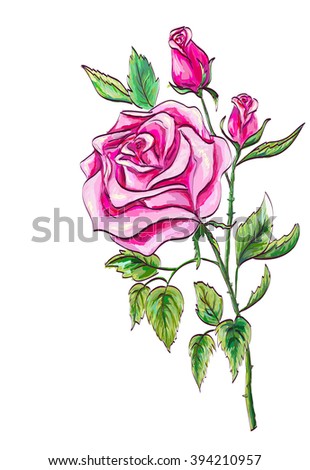 Pink hand drawn rose isolated on white backgrond.