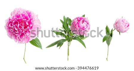set of pink   peony flowers  isolated on white background