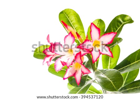 Desert Flower, Adenium flower isolated
