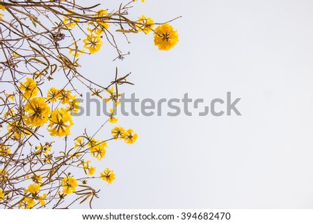 Yellow tabebuia flower blossom on white background
