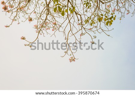 tree branches against and pink flower the sky on the nature. use for background
