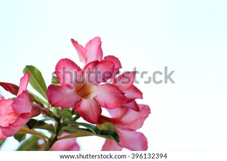 Azalea flowers is blooming for background 
