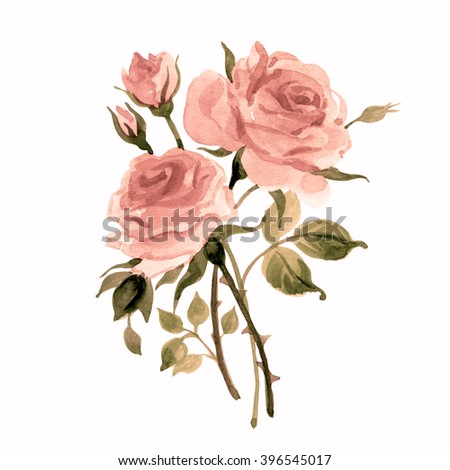 Watercolor sketch of roses-1. Vintage, retro.