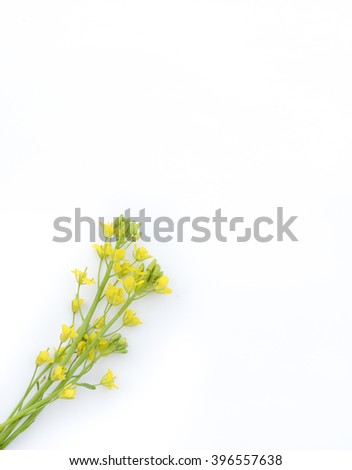 flower on white background 