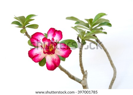 Pink Desert Rose or Impala Lily flower