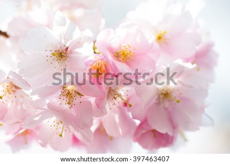 sakura spring blossom